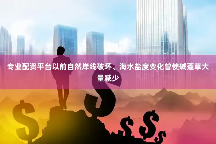 专业配资平台以前自然岸线破坏、海水盐度变化曾使碱蓬草大量减少